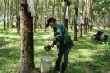 Nông trường Ya Chim (Cao su Kon Tum) phấn đấu giữ vững năng suất 2,3 tấn/ha